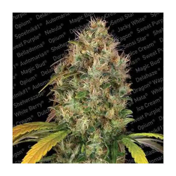 Dutch Kush - Paradise Seeds