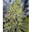 Sweet Zombie - Expert Seeds Sweet Zombie - Expert Seeds