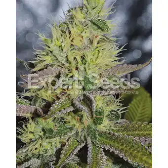 Sweet Zombie - Expert Seeds