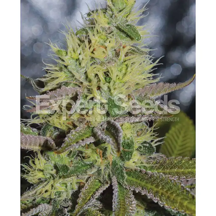 Sweet Zombie - Expert Seeds