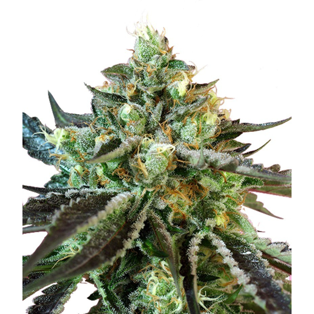 Sweet Nurse Auto CBD