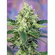 Crystal Candy Auto - Sweet Seeds Crystal Candy Auto - Sweet Seeds
