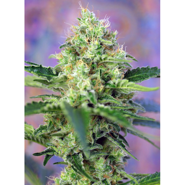 Crystal Candy Auto