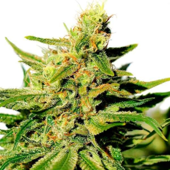 Kama Kush CBD