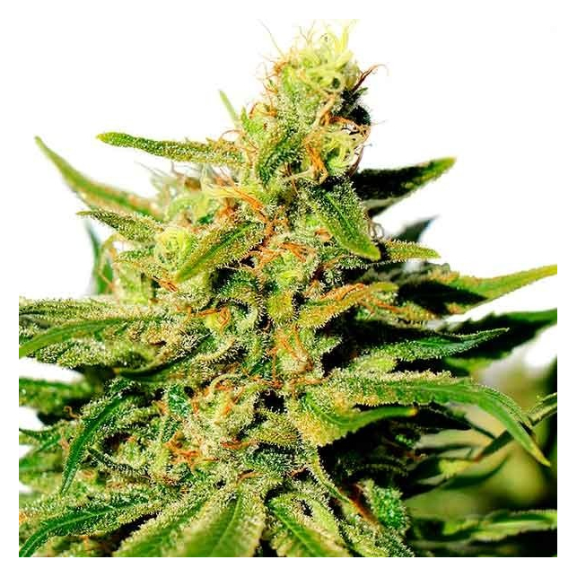Kama Kush CBD