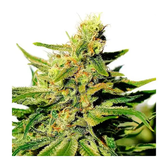 Kama Kush CBD - Kannabia