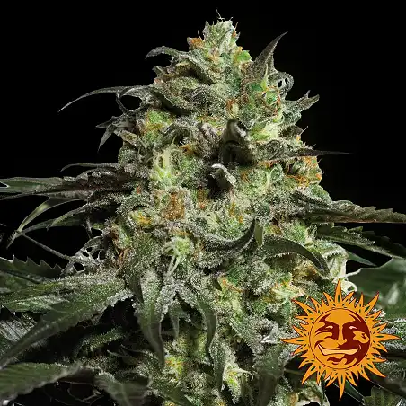 Peyote Cookies - Barneys Farm