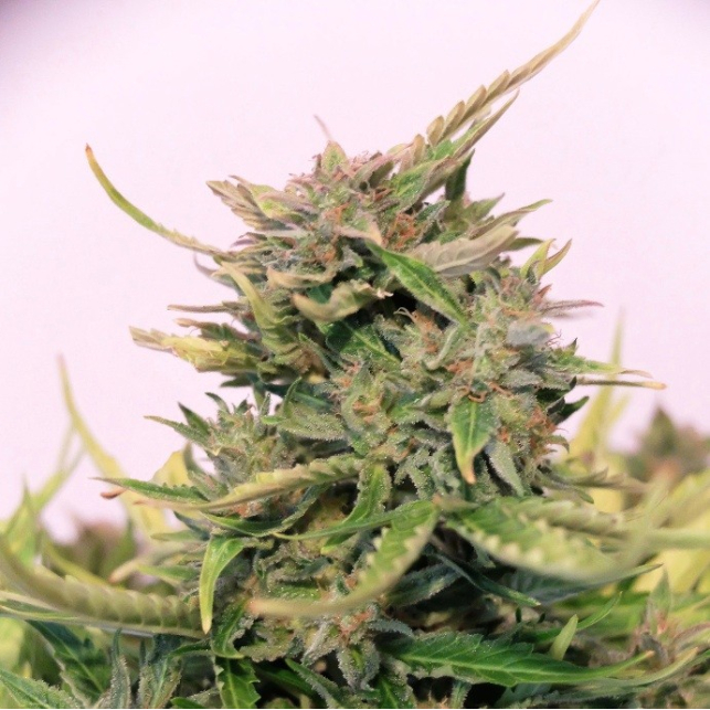 Baby Boom Auto CBD