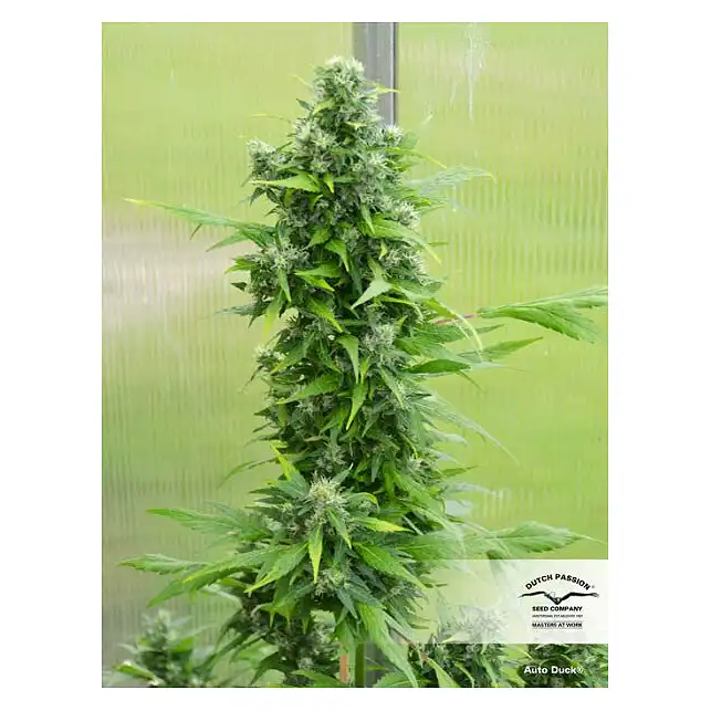 Auto Duck - Dutch Passion