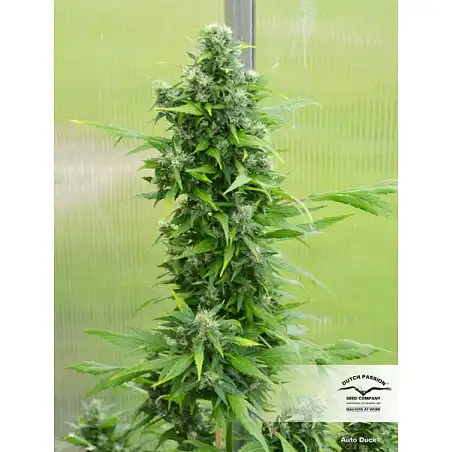 Auto Duck - Dutch Passion
