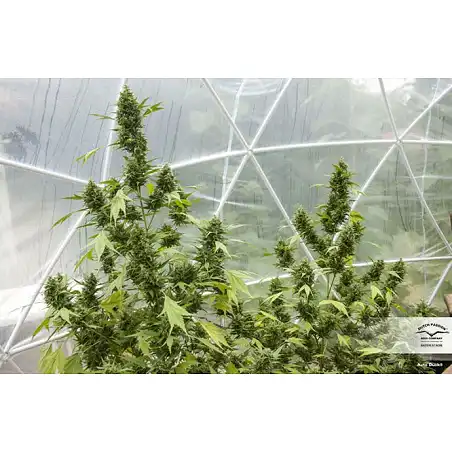 Auto Duck - Dutch Passion