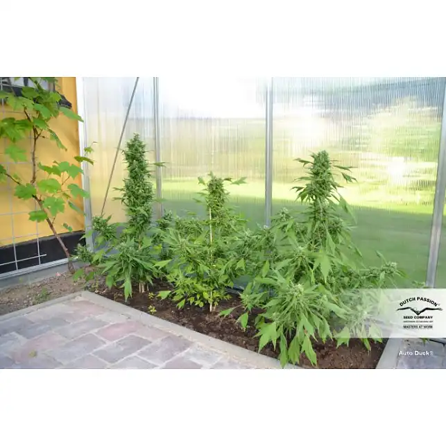 Auto Duck - Dutch Passion