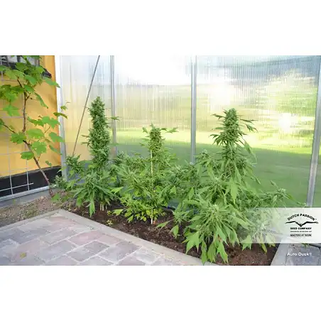 Auto Duck - Dutch Passion