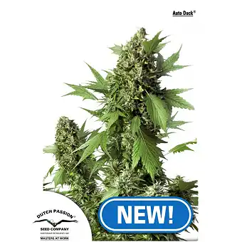 Auto Duck - Dutch Passion