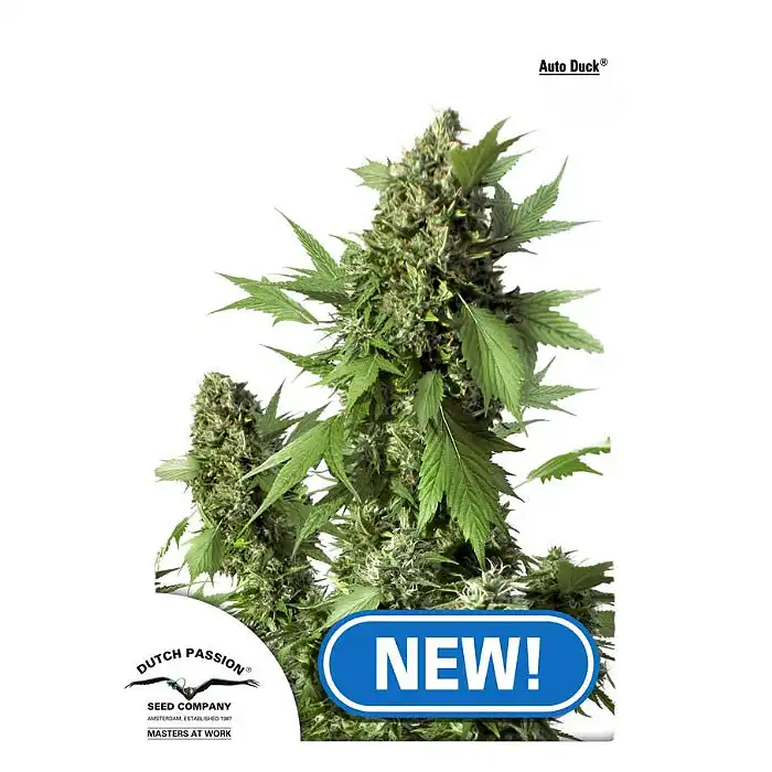 Auto Duck - Dutch Passion