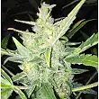 Auto White Widow X Big Bud de Female Seeds