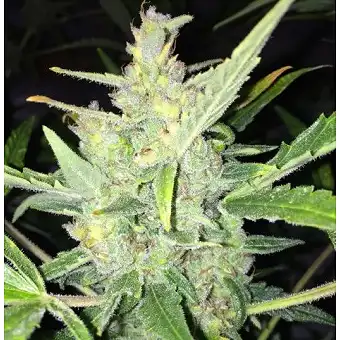 Auto White Widow X Big Bud de Female Seeds
