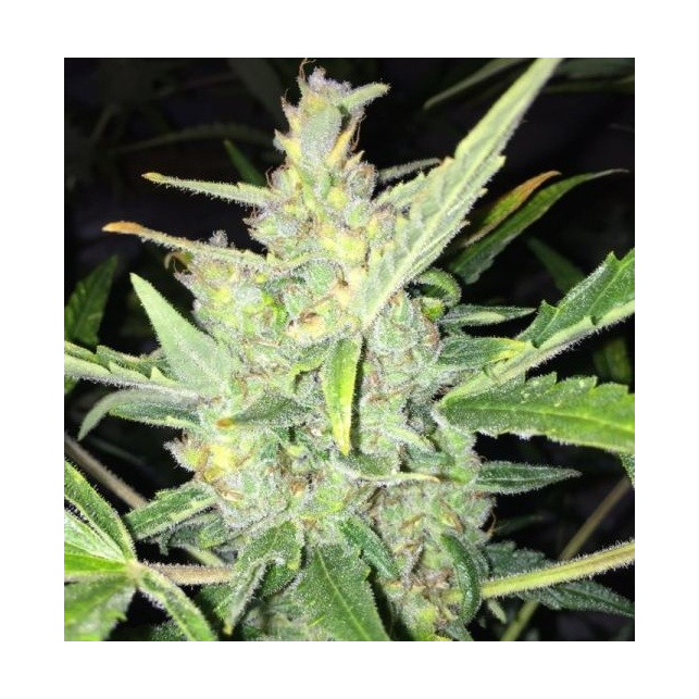 Auto White Widow X Big Bud de Female Seeds
