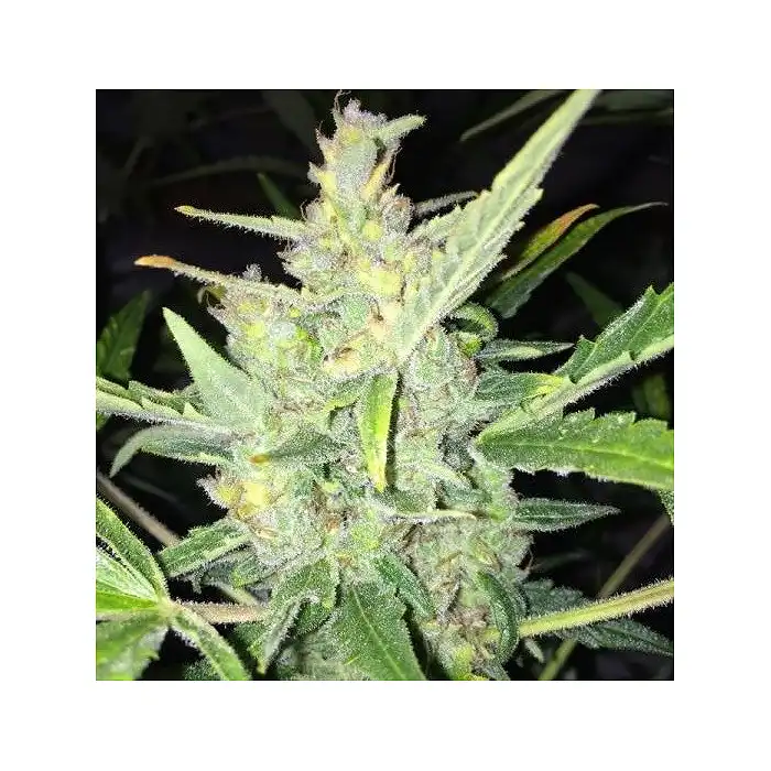 Auto White Widow X Big Bud de Female Seeds