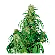 Calamity Jane Auto - Buddha Seeds