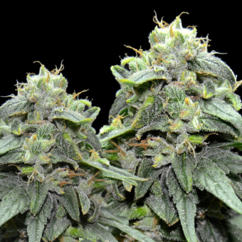 BL4QKFY4H Weed - VIP Seeds
