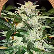 Monster Mash - Exotic Seeds Monster Mash - Exotic Seeds