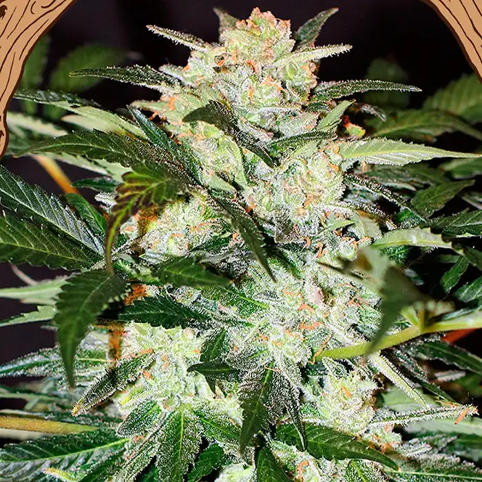 Monster Mash - Exotic Seeds