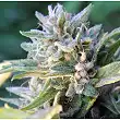 Blueberry Ghost OG - Original Sensible Seeds
