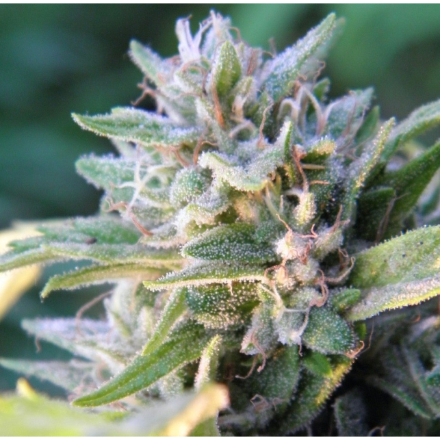 Blueberry Ghost OG