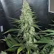 Hawaii Maui Waui - Nirvana