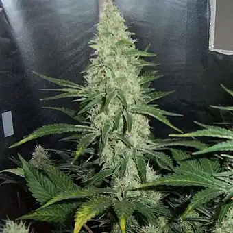 Hawaii Maui Waui - Nirvana