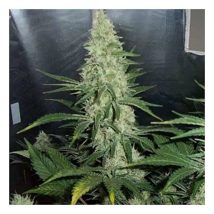 Hawaii Maui Waui - Nirvana