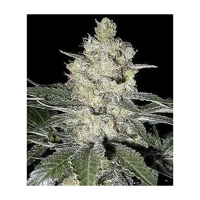 Western Winds - Sagarmatha Seeds