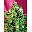 SWEET AFGANI DELICIOUS - Sweet Seeds