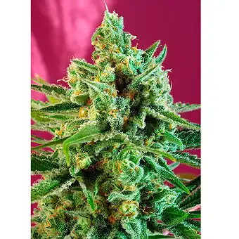 SWEET AFGANI DELICIOUS - Sweet Seeds