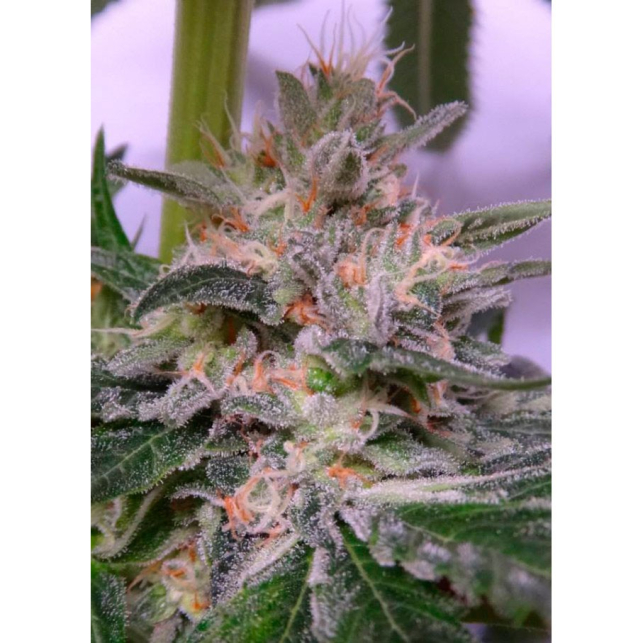 Bubba Hash