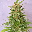 Ginger Punch Auto/Hobbit. - Kannabia
