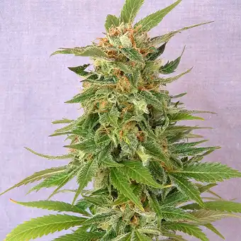 Ginger Punch Auto/Hobbit - Kannabia