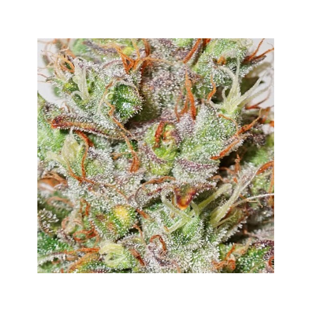 CBD Auto White Widow