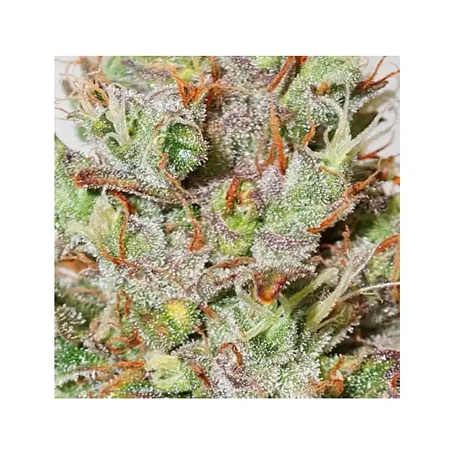 CBD Auto White Widow - Dutch Passion
