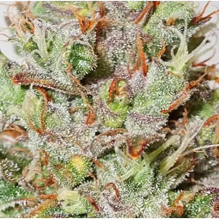 CBD Auto White Widow - Dutch Passion