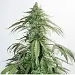 CBD Auto White Widow - Dutch Passion