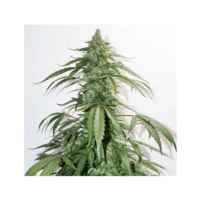 CBD Auto White Widow - Dutch Passion