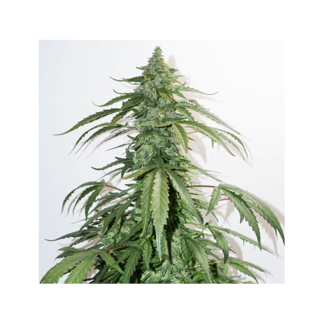 CBD Auto White Widow