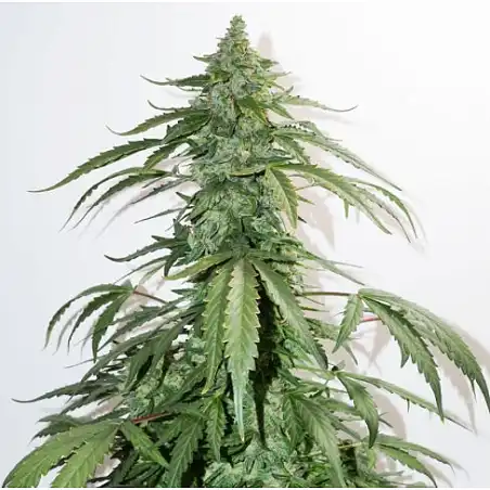 CBD Auto White Widow - Dutch Passion