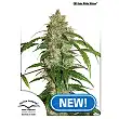 CBD Auto White Widow - Dutch Passion CBD Auto White Widow - Dutch Passion
