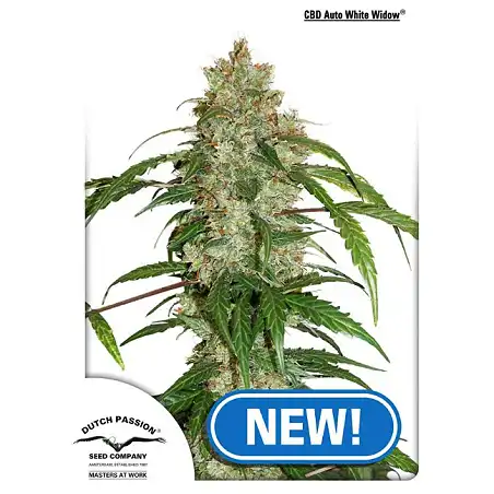 CBD Auto White Widow - Dutch Passion