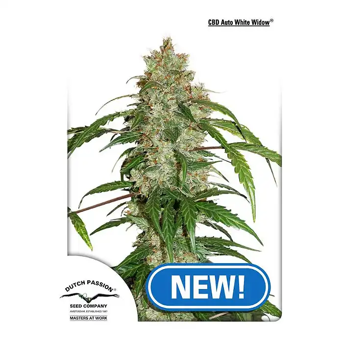 CBD Auto White Widow - Dutch Passion