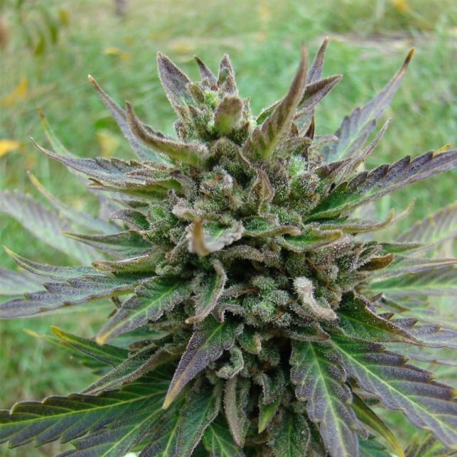 Kickass Auto/B.Lee Auto