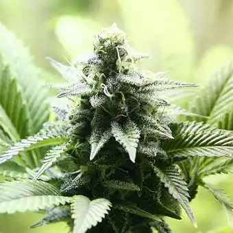 Kreamy Karamel/Karamelo - Kannabia